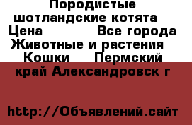 Породистые шотландские котята. › Цена ­ 5 000 - Все города Животные и растения » Кошки   . Пермский край,Александровск г.